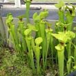 Taller varieties of Sarracenia growing in Kew Gardens London - photo by Arpingstone