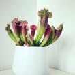 A Sarracenia hybrid being grown in a white container as a houseplant