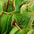 Close up shot of a Sarracenia purpurea pitchers By Geoff Gallice