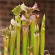 Photo of Sarracenia leucophylla by Xscd