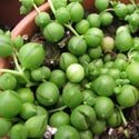 Photo by Forest and Kim Starr showing Senecio rowleyanus or the String of Pearls houseplant