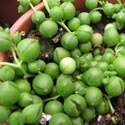 Photo by Forest and Kim Starr showing Senecio rowleyanus or the String of Pearls houseplant