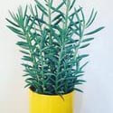Senecio aquarine Mount Everest