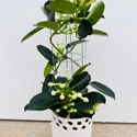 Stephanotis floribunda in a white pot