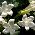 Photo by randreu of a Stephanotis Floribunda in full bloom showing off the tubular flowers