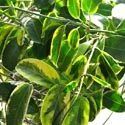 Photo by Andrey Korzun of the rare Stephanotis floribunda variegata