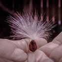 Photo by Etan J. Tal of a Stephanotis seed with parachute