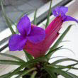 Blue flowering Tillandsia next to a window
