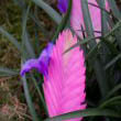 Tillandsia, Pink Quill houseplants photo by Tony Hisgett