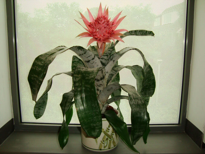 Aechmea Fasciata (Urn Plant / Silver Vase Plant) Guide | Our House Plants