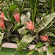 Several plants being grown in a green bathtub