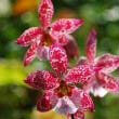 Close up of Vuylstekeara flowers by Vera Buhl