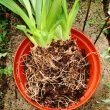 Roots of the Vuylstekeara orchid are thin spaced out and often white