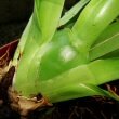 A new orchid pseudobulb