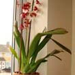 Photo of a Vuylstekeara plant in flower in a terracotta pot