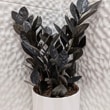 A ZZ Raven houseplant