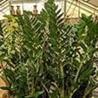 Mature and tall ZZ Plants for sale in a shop