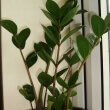 ZZ Plant (Z.zamifolia) on a window sill