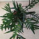 Mature Aglaomorpha coronans viewed from above.
