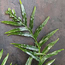 Mature frond with more complexity and lobes that come with an older plant