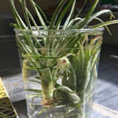 Air Plants taking a water bath photo by Cactanna