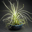 Tillandsia tectorum photo by James Ho