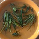 Photo taken by A Bird's Life showing several Air Plants having a soak in a bowl