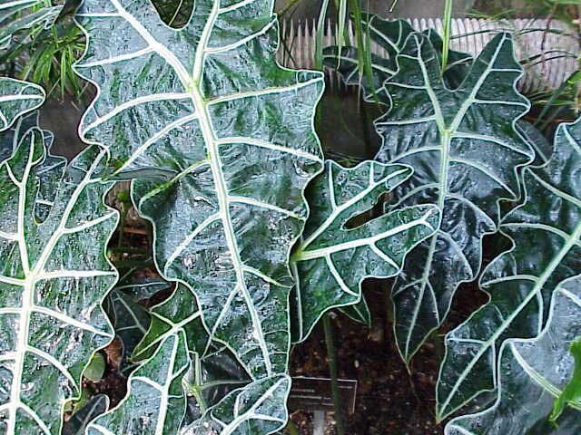 Alocasia (Kris Plant / Elephant Ear) Our House Plants