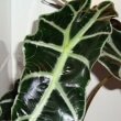 Alocasia / Kris Plant / Elephant Ear sitting on a ledge in a bathroom