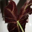 The underside of leaves on Alocasia are just as vivid as the top side with its purple hues