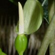 Alocasia photo which shows its flowers
