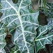 The African mask plant