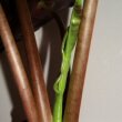 This photo shows how the new leaves emerge from within the 'trunk' of the plant