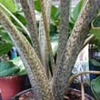 Photo showing the stems of the Alocasia Macrorrhiza Stingray plant