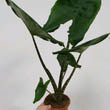 Alocasia Zebrina