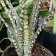 Photo showing the stems of the Alocasia Zebrina