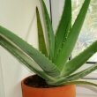 Aloe Vera plant sitting on a bathroom windowsill