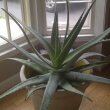 Aloe Vera plant with flower spike