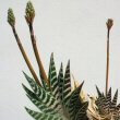 Aloe Variegata plant in flower