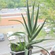This Aloe Vera houseplant is in a heavy pot to prevent tipping