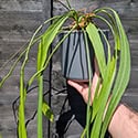 Anthurium vittariifolium being held up next to a black fence in a sunny garden