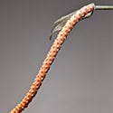 The Anthurium vittariifolium flower