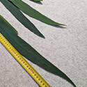 The leaves can reach impressive lengths this one is over 100cm