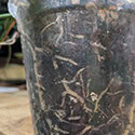 Clear Pots can help you see the roots of Anthuriums like this one