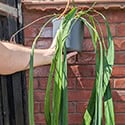 Anthurium vittariifolium or the Strap Leaf Anthurium