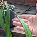 Anthurium vittariifolium is sometimes called the Necktie Anthurium because of the leaf shape and growth