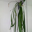 The Anthurium vittariifolium looks best when perched up high and the leaves allowed to trail