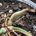 Anthurium vittariifolium has thick aerial roots