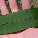 Anthurium vittariifolium leaves feel dry and leathery to the touch