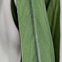 The leaves have a central raised rib